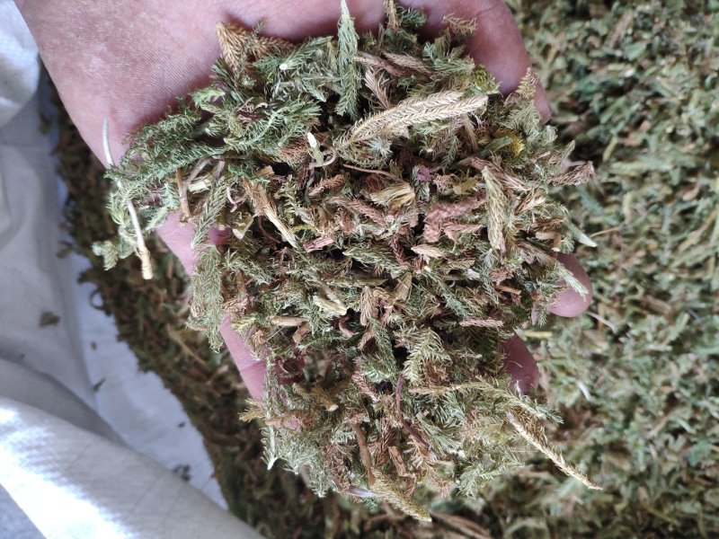 伸筋草，外用药材大量有货，需要联系我