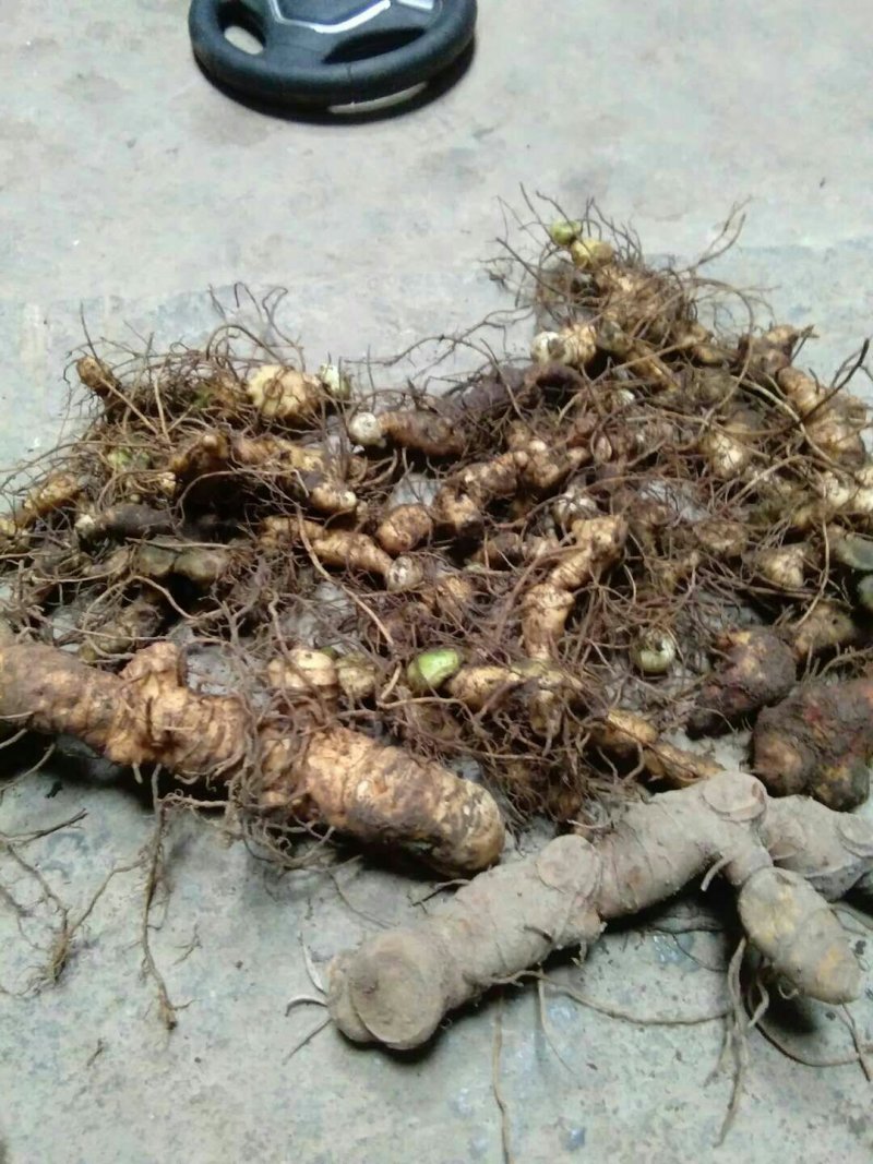 黄精种茎多花倒苗姜型黄精