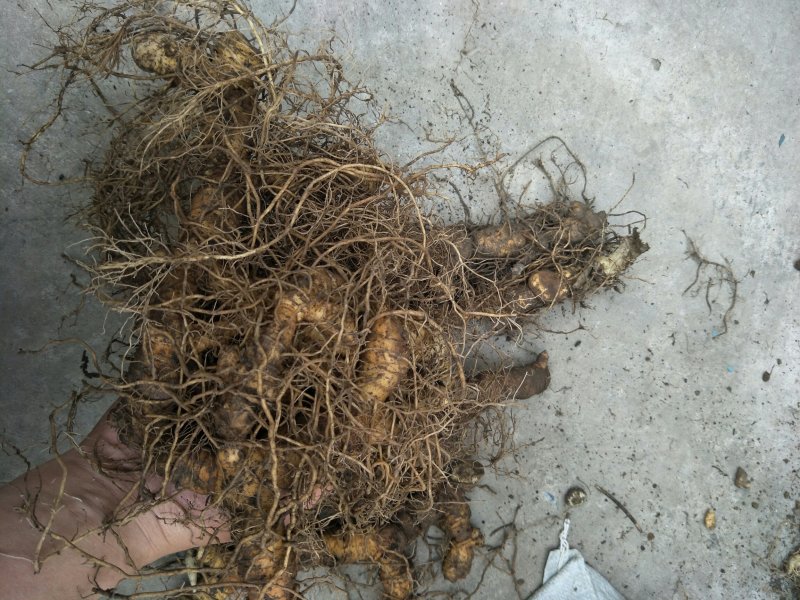 黄精种茎多花倒苗姜型黄精