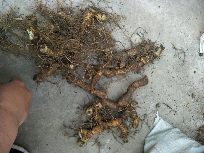 黄精种茎多花倒苗姜型黄精
