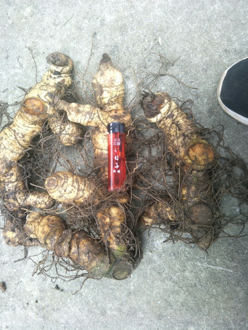 黄精种茎多花倒苗姜型黄精
