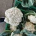 散花，有机花，散花，小米粒，走市厂，入冷库，