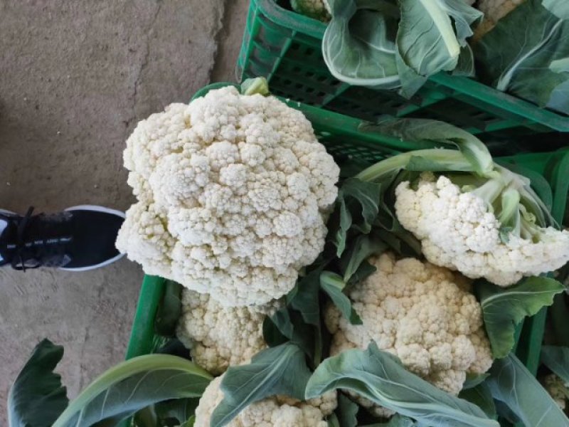 散花，有机花，散花，小米粒，走市厂，入冷库，