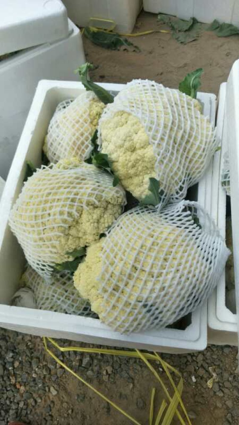 散花，有机花，散花，小米粒，走市厂，入冷库，
