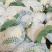 散花，有机花，散花，小米粒，走市厂，入冷库，