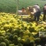 山东2K小糖丸西瓜大量供应！专业代收代发