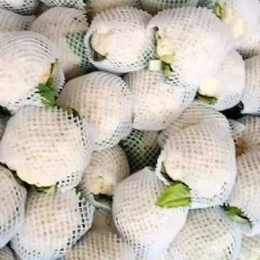 小白花花菜实花花菜产地直发可对接商超市场欢迎咨询