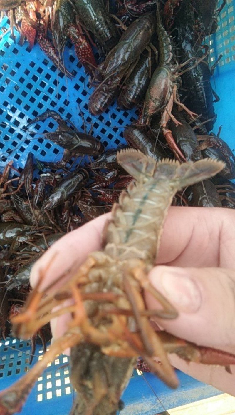 小龙虾食用4-6钱（20-30克）活虾藕塘套养