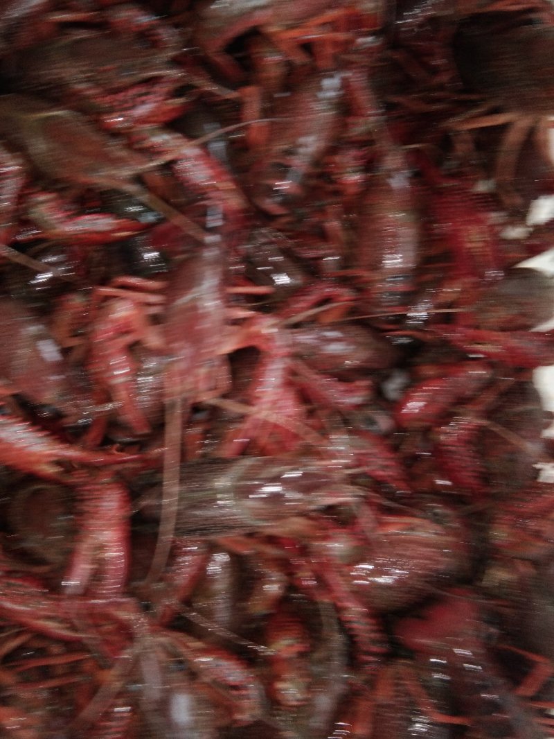 小龙虾食用4-6钱（20-30克）活虾藕塘套养