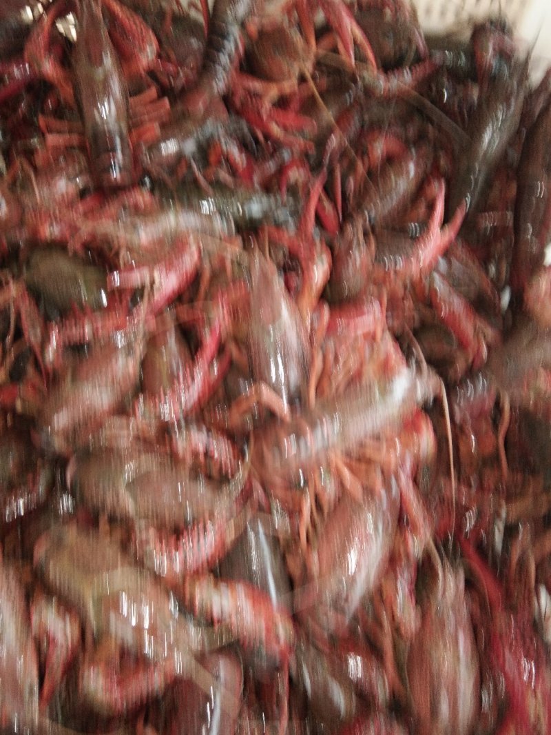 小龙虾食用4-6钱（20-30克）活虾藕塘套养