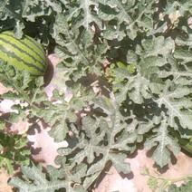 西瓜种植:极早佳龙，长瓜，京欣。六一上市