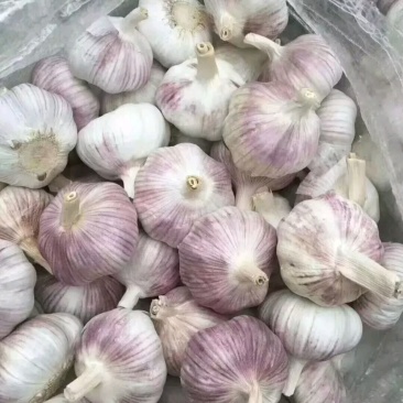 大蒜
