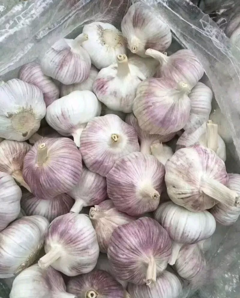大蒜