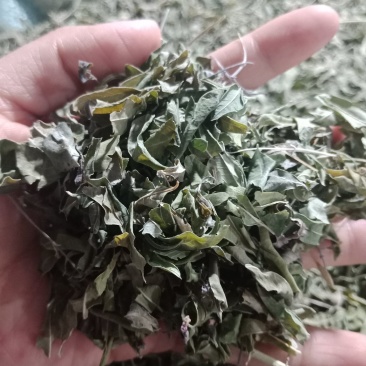药用罗布麻草罗布麻叶批发零售各种规格中药材