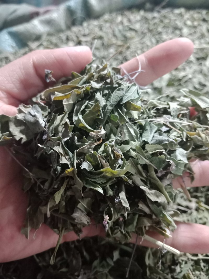 药用罗布麻草罗布麻叶批发零售各种规格中药材