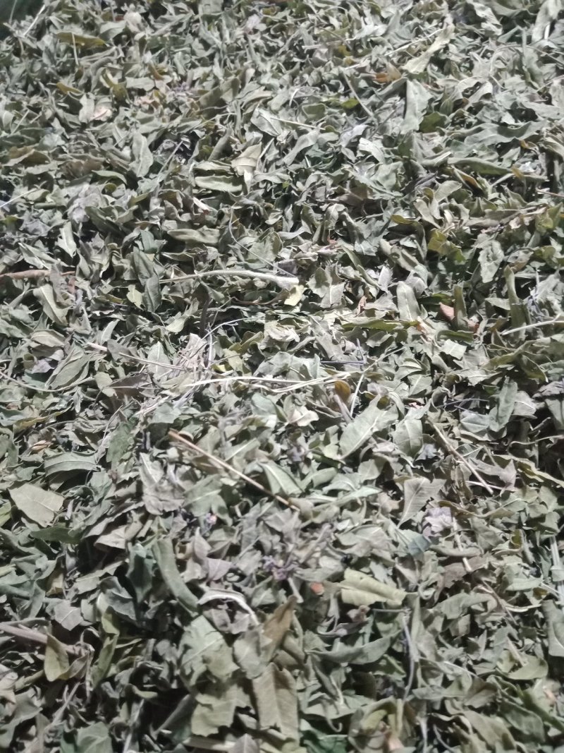 药用罗布麻草罗布麻叶批发零售各种规格中药材