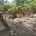 170天高山林地散养玉米粉料阉鸡出售肉质鲜嫩宴席**
