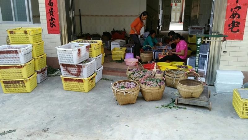三华李果园直销