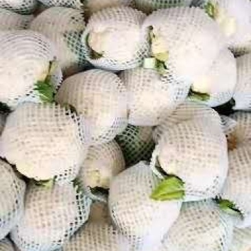 白菜花，小石花