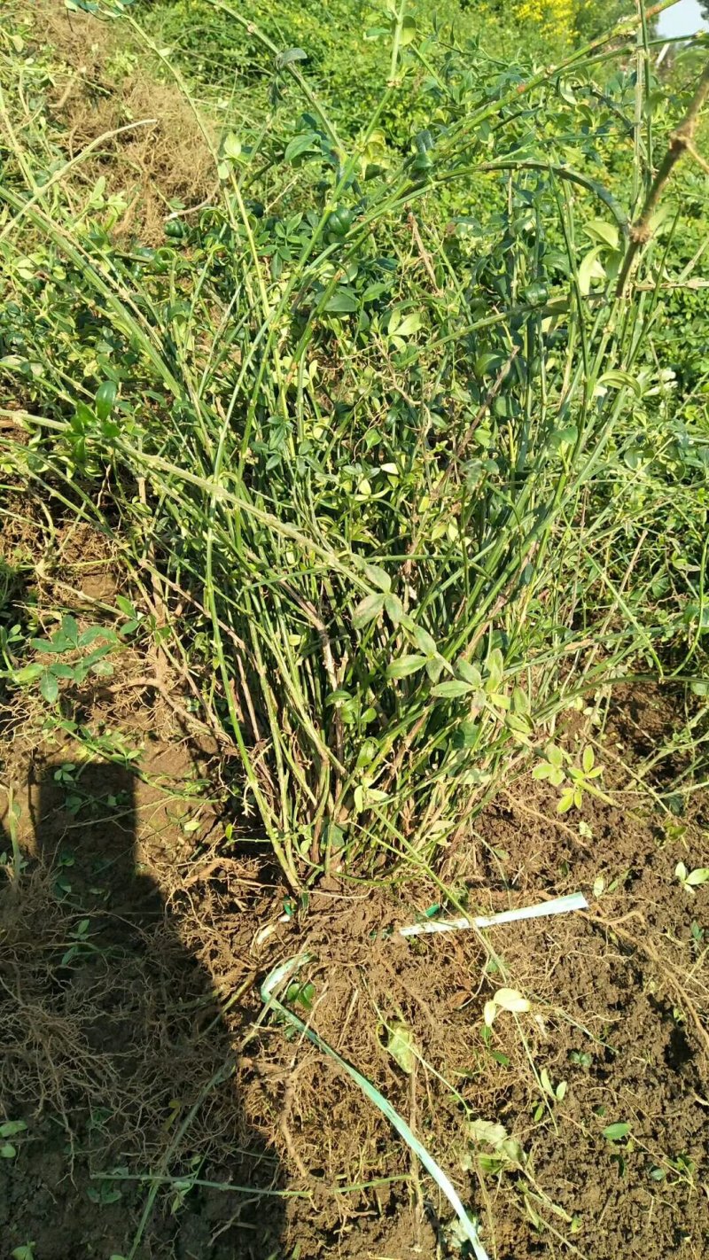 【官方推荐】批发：高30-60cm迎春，迎春花