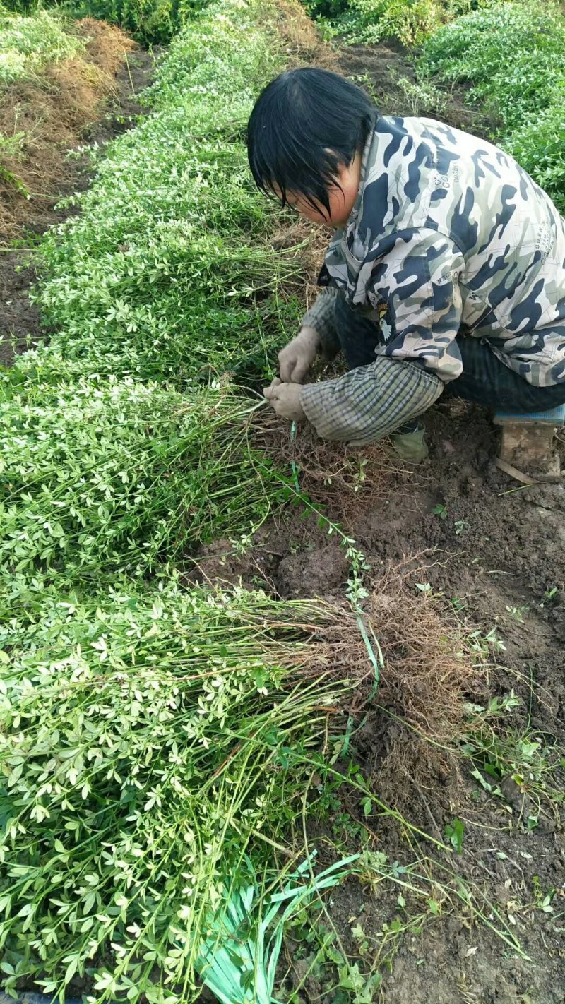 【官方推荐】批发：高30-60cm迎春，迎春花