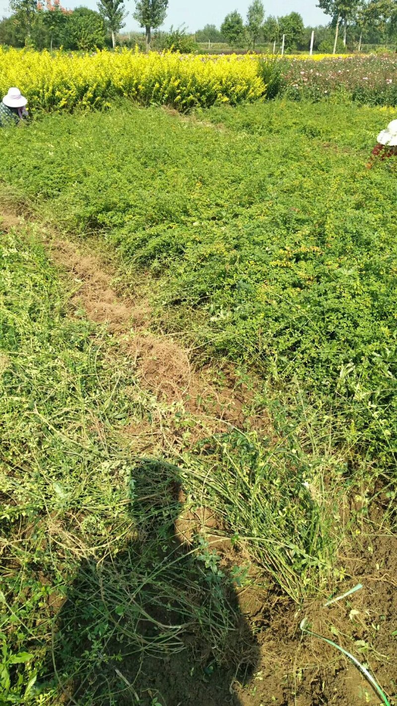 【官方推荐】批发：高30-60cm迎春，迎春花