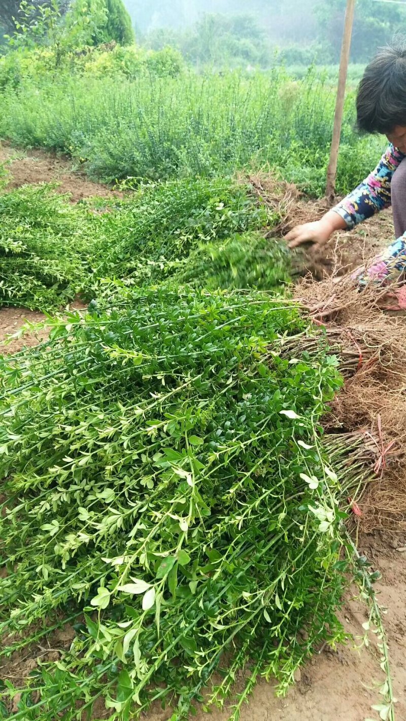 【官方推荐】批发：高30-60cm迎春，迎春花