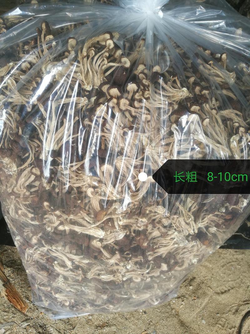 江西广昌5号茶树菇（散装）不夹心全国发货10斤起批包邮