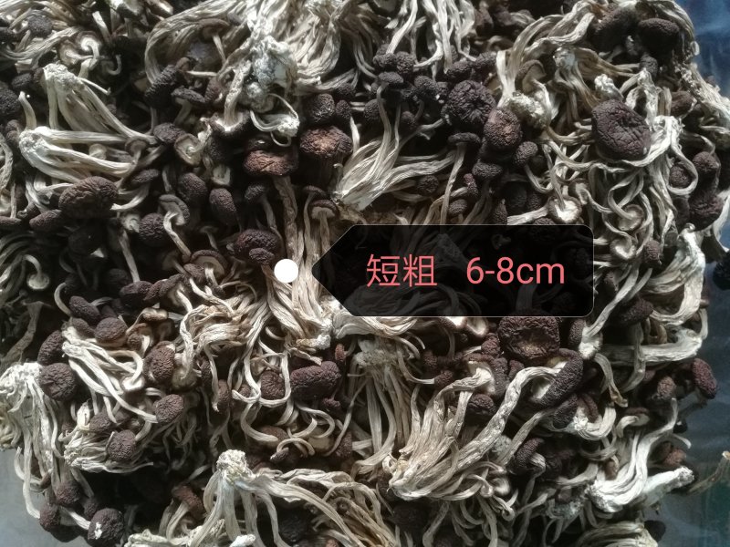 江西广昌5号茶树菇（散装）不夹心全国发货10斤起批包邮