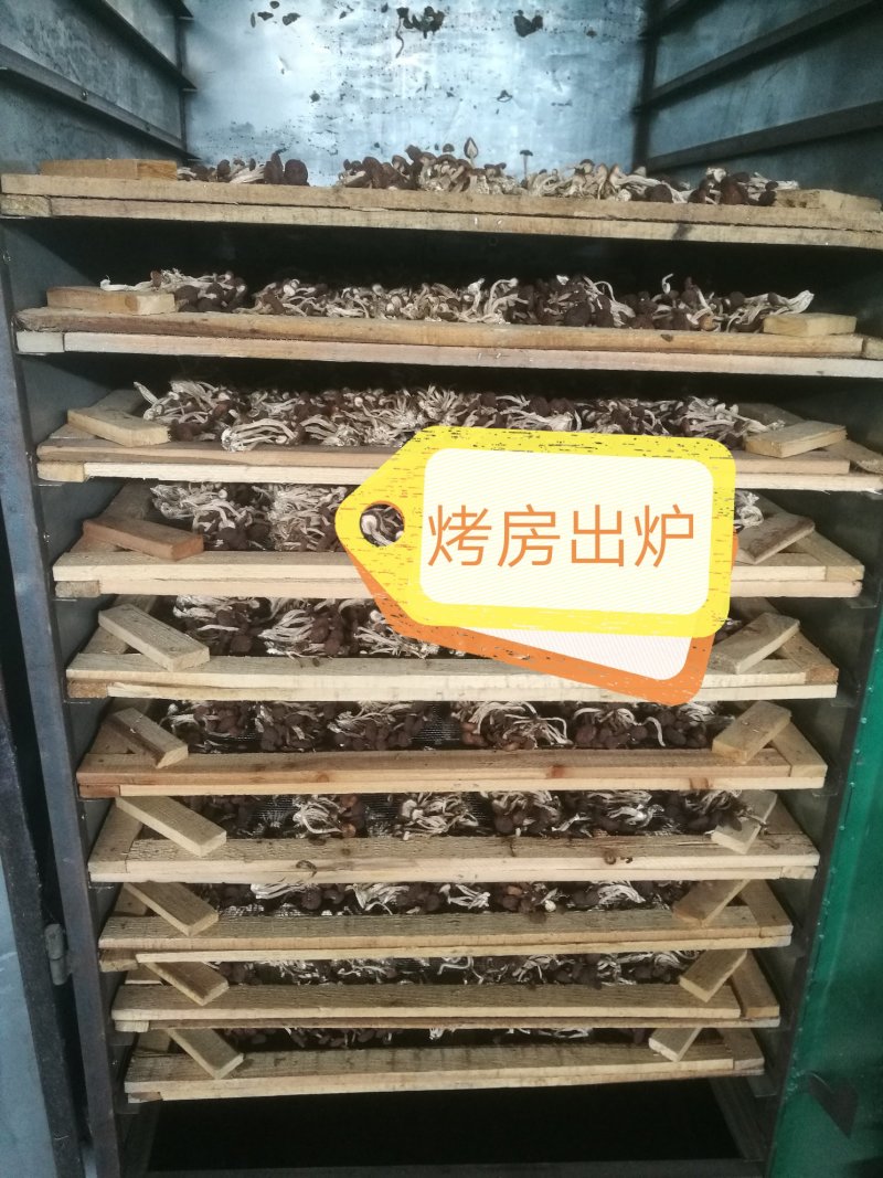 江西广昌5号茶树菇（散装）不夹心全国发货10斤起批包邮