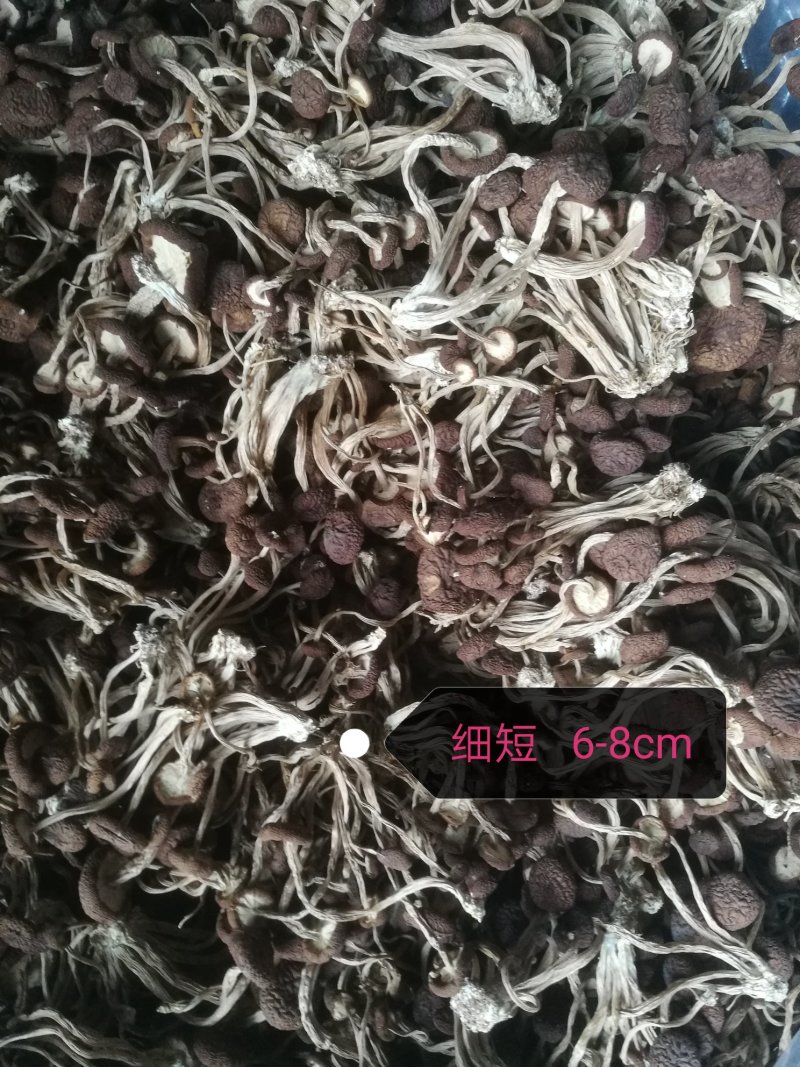 江西广昌5号茶树菇（散装）不夹心全国发货10斤起批包邮