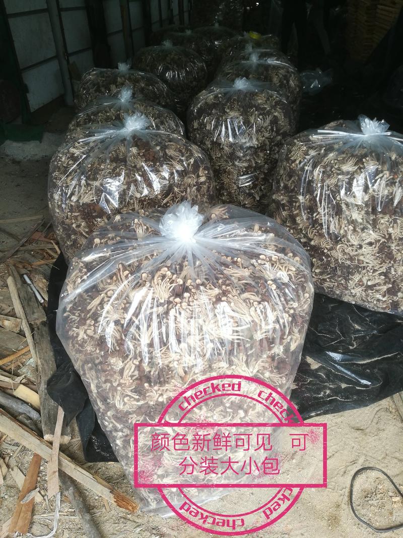 江西广昌5号茶树菇（散装）不夹心全国发货10斤起批包邮