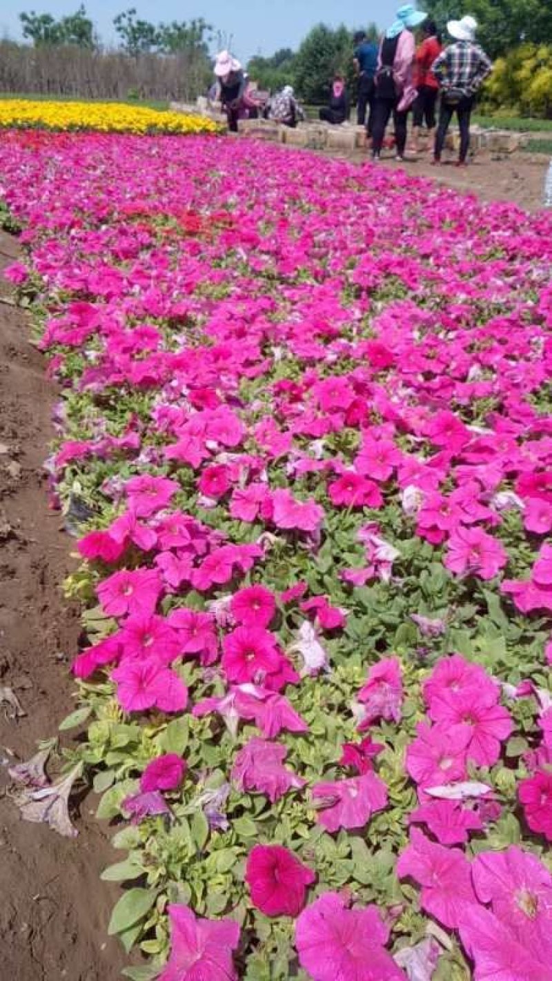 矮牵牛：草花地被绿化工程苗木