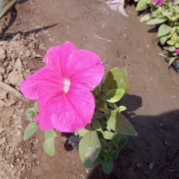 矮牵牛：草花地被绿化工程苗木