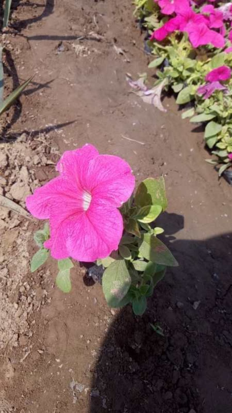 矮牵牛：草花地被绿化工程苗木