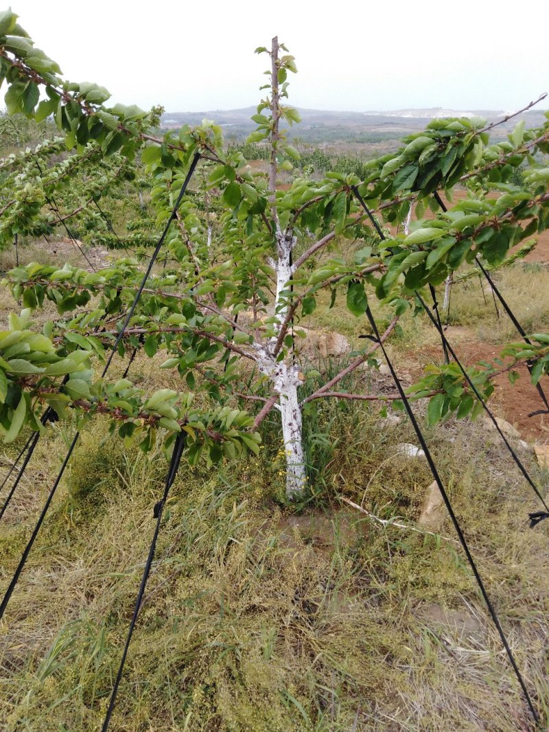 六年美早大樱桃苗木适合大棚用户