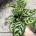 孔雀竹芋室内在植物盆栽花卉