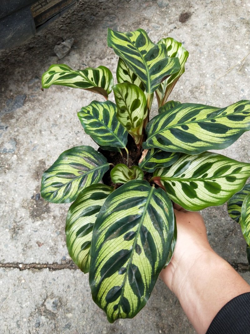 孔雀竹芋室内在植物盆栽花卉