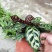 孔雀竹芋室内在植物盆栽花卉