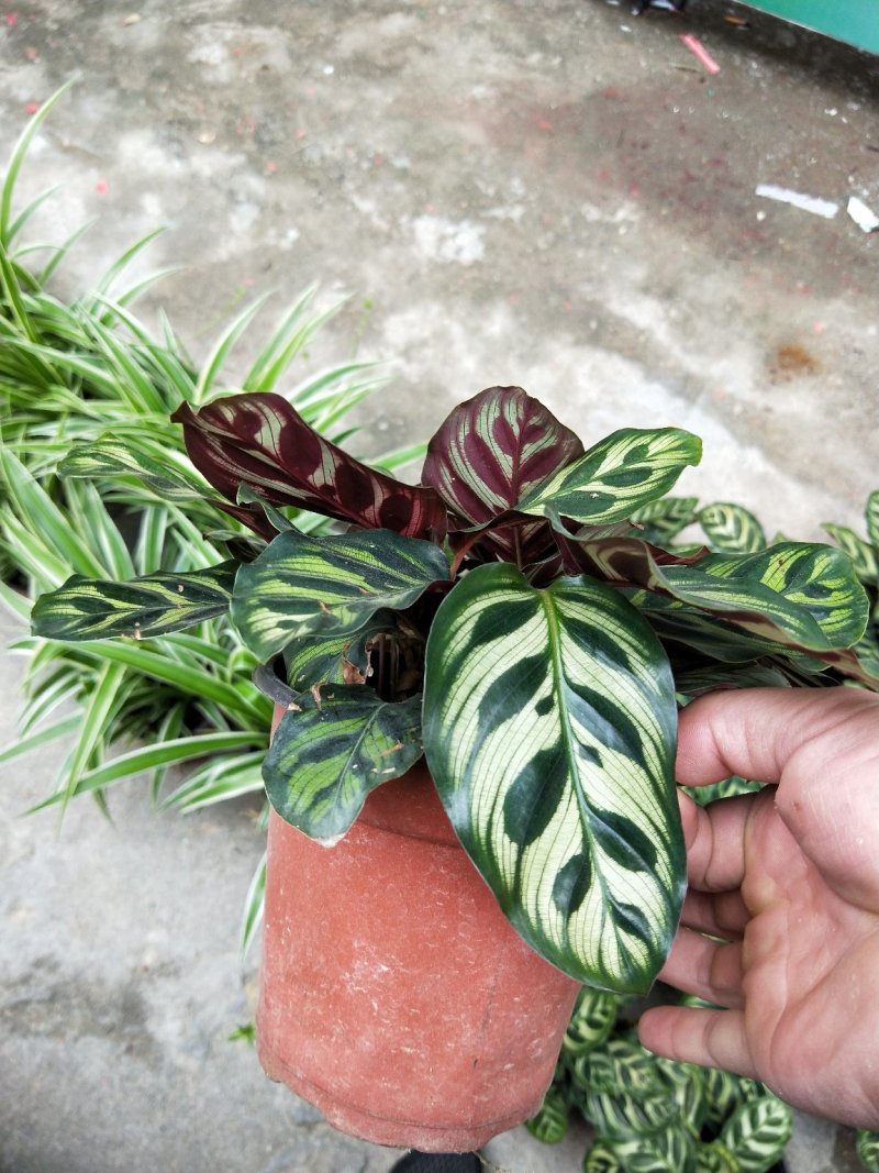 孔雀竹芋室内在植物盆栽花卉