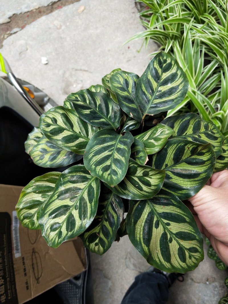孔雀竹芋室内在植物盆栽花卉