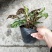 孔雀竹芋室内在植物盆栽花卉