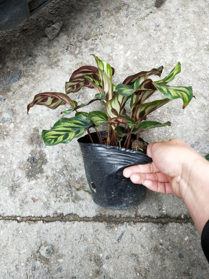 孔雀竹芋室内在植物盆栽花卉