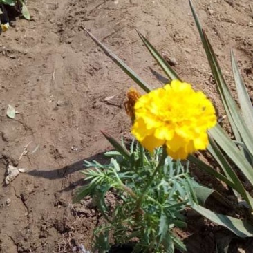 万寿菊：草花地被苗木，绿化苗木