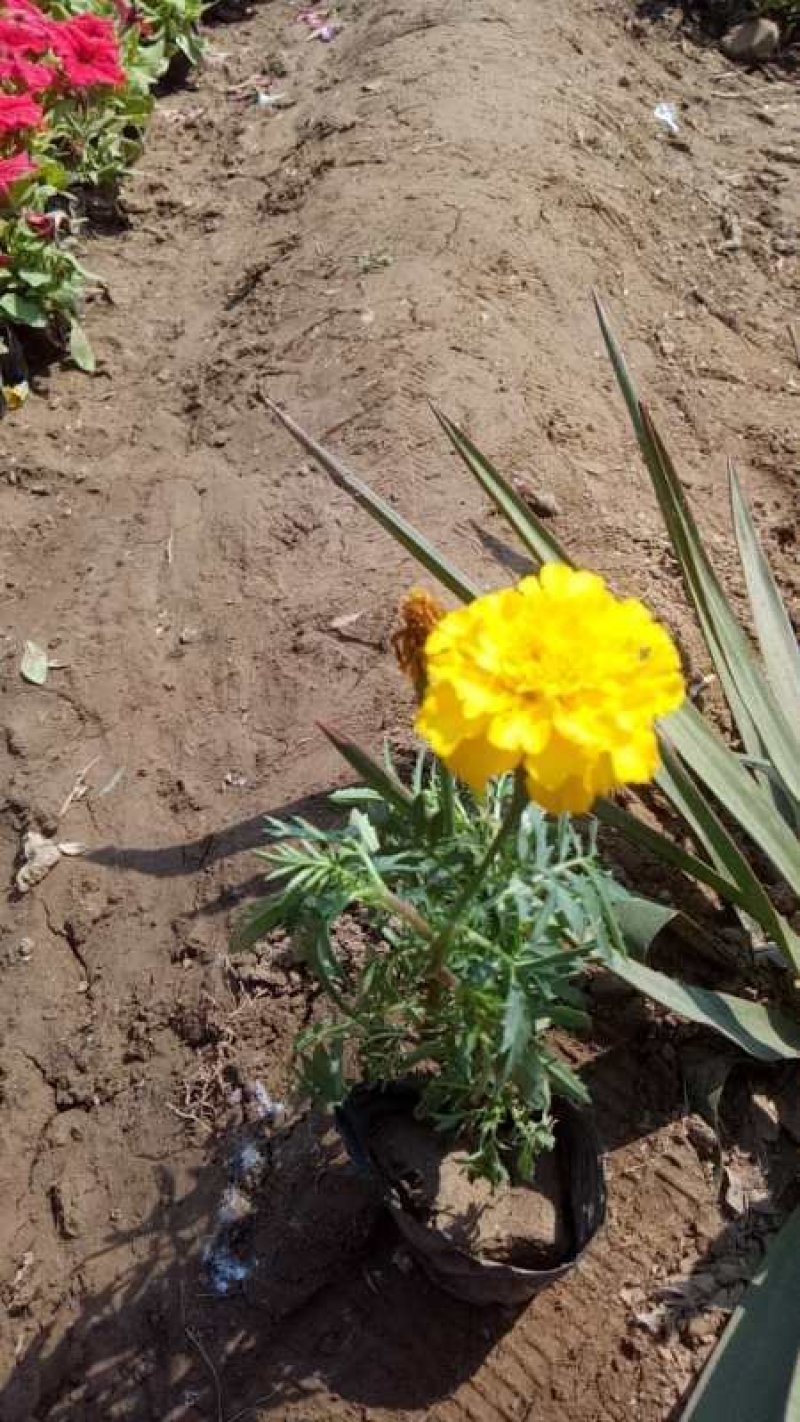 万寿菊：草花地被苗木，绿化苗木