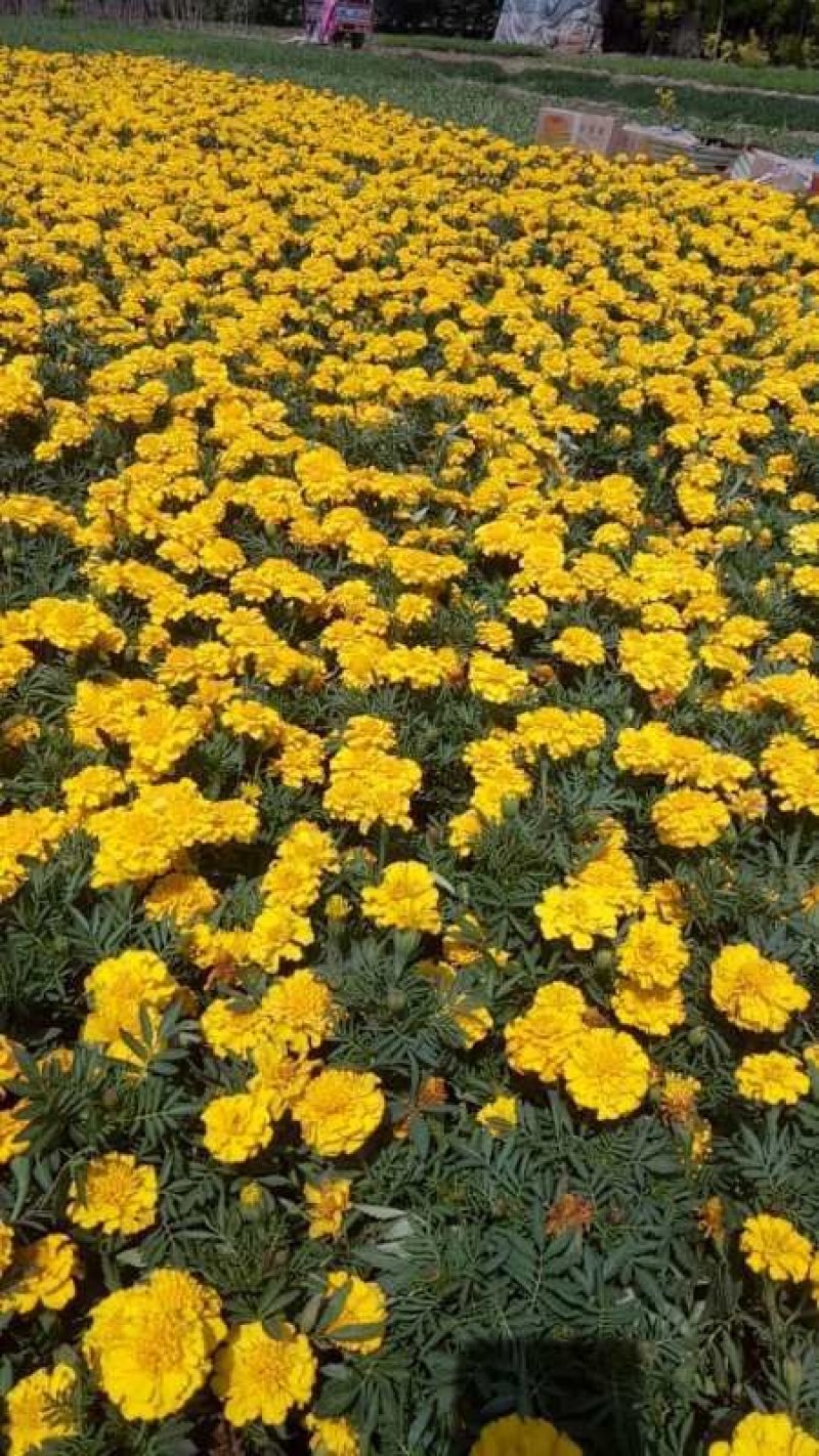 万寿菊：草花地被苗木，绿化苗木