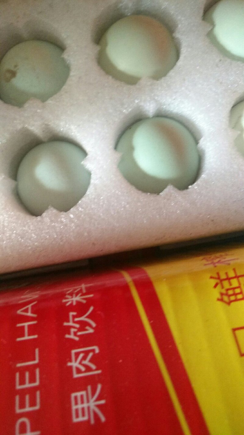 五黑鸡种蛋