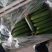 精品水果小黄瓜大量有货价格实惠欢迎选购