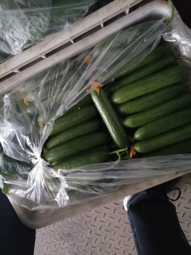 精品水果小黄瓜大量有货价格实惠欢迎选购