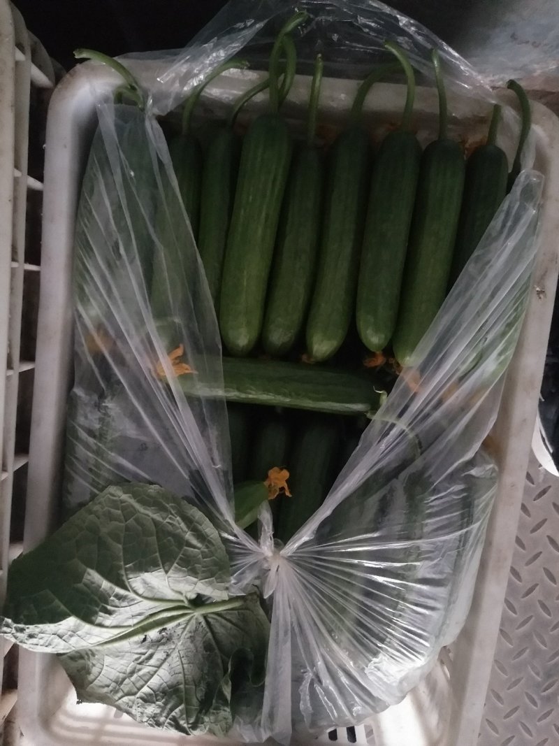 精品水果小黄瓜大量有货价格实惠欢迎选购